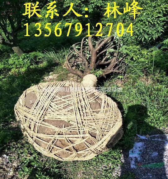 供应17公分日本晚樱