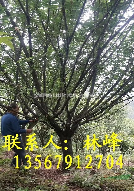 20公分的晚樱哪里既便宜,质量又好