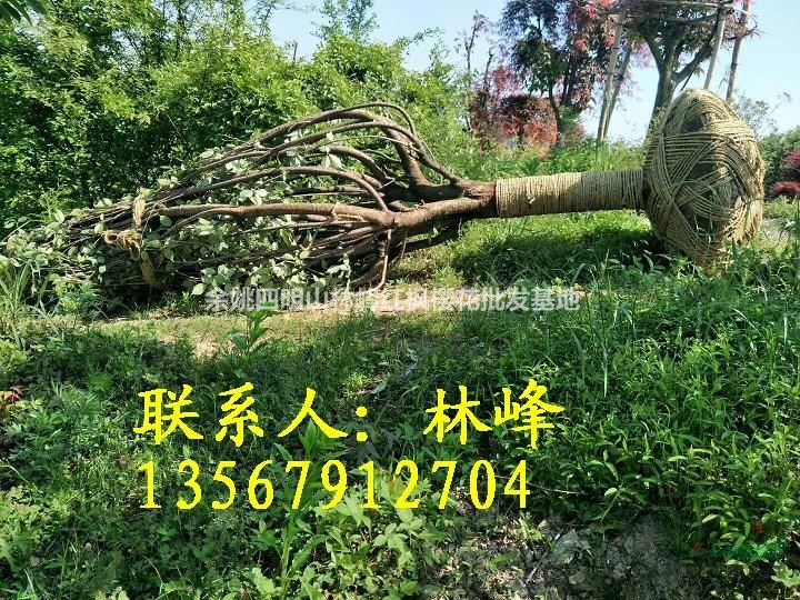 19公分的日本晚樱哪里买去