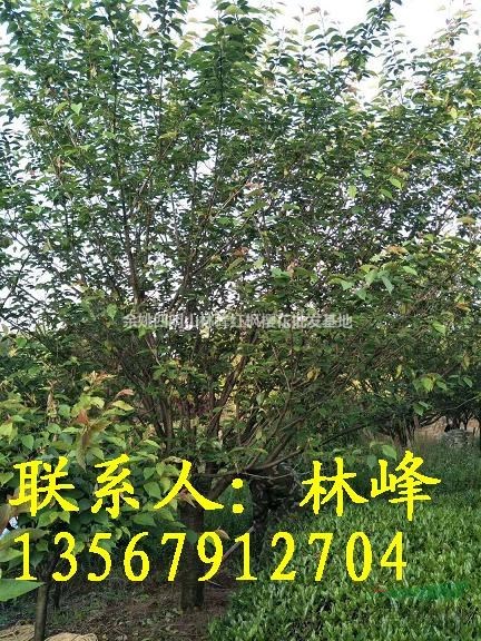 19公分的日本晚樱哪里买去