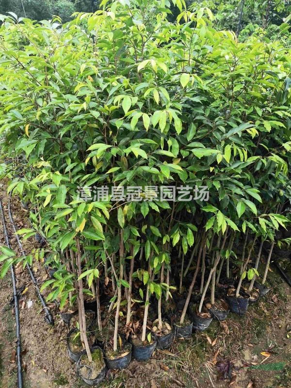 沉香木