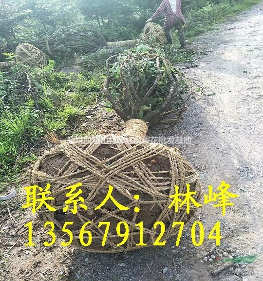 为什么市场上地径15公分的日本晚樱卖的这么行俏？