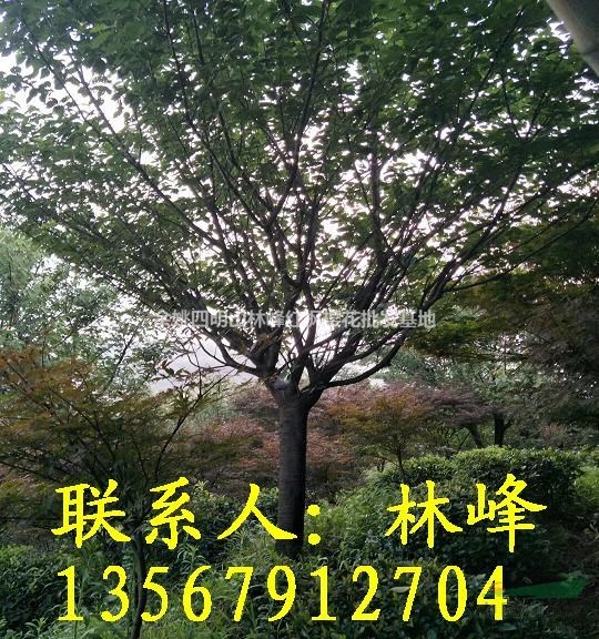 为什么市场上地径15公分的日本晚樱卖的这么行俏？