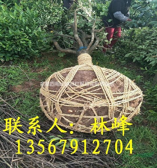 长期供应15公分日本晚樱5000棵