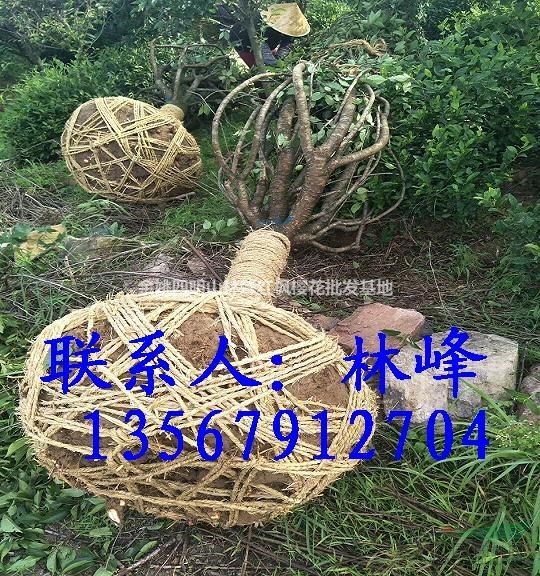 长期供应15公分日本晚樱5000棵