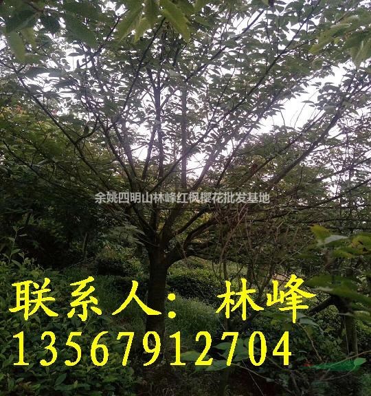 长期供应15公分日本晚樱5000棵