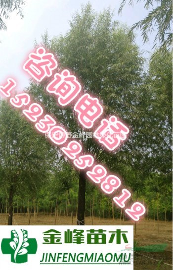 旱柳樹(shù) 河北旱柳 河北10公分旱柳價(jià)格