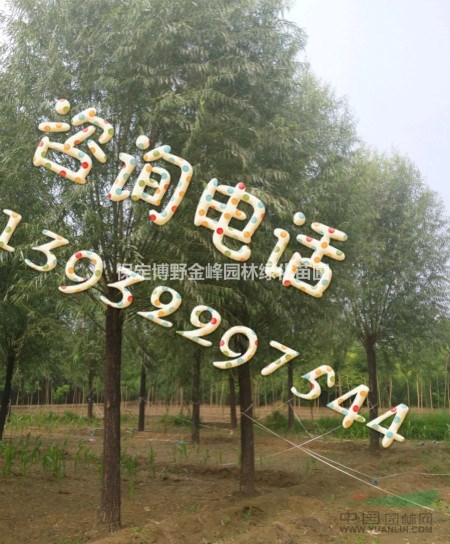 旱柳樹(shù) 河北旱柳 河北10公分旱柳價(jià)格