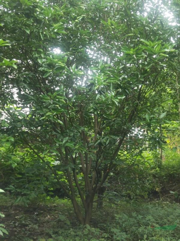 大量有精品香泡