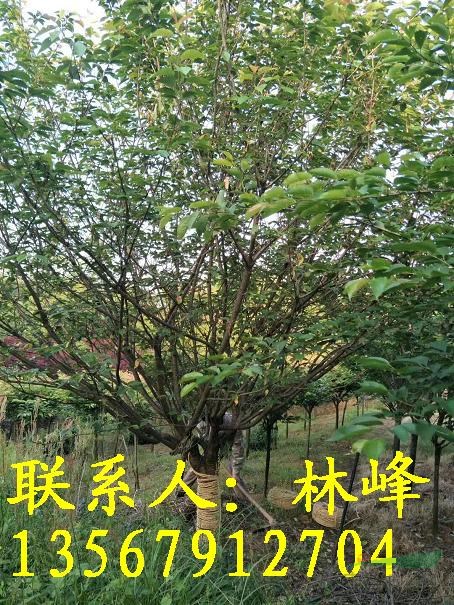 20公分的晚樱哪里既便宜,质量又好