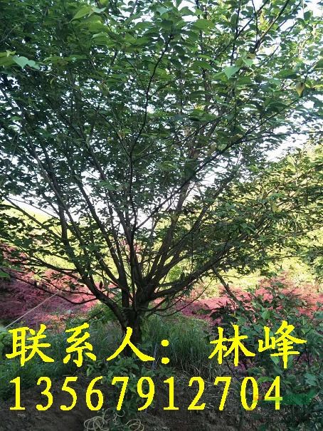 20公分的晚樱哪里既便宜,质量又好