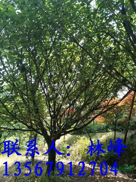 19公分的日本晚樱哪里买去