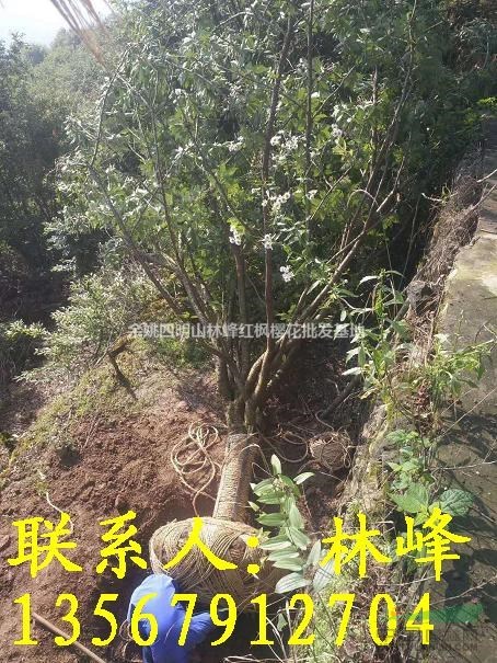 25公分樱花哪里便宜,哪里货多又便宜?