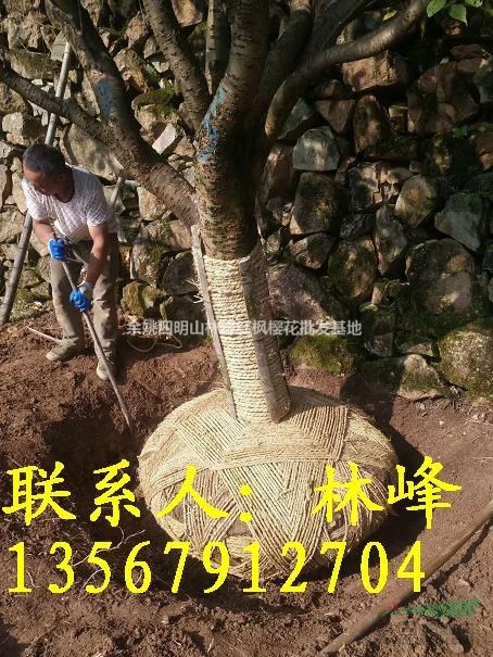 25公分樱花哪里便宜,哪里货多又便宜?