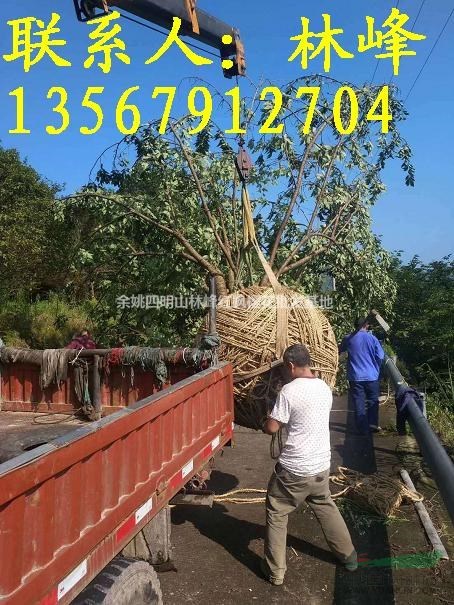 25公分樱花哪里便宜,哪里货多又便宜?