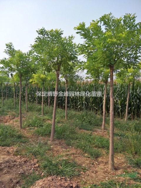 金葉槐 金葉槐基地 河北金葉榆價(jià)格