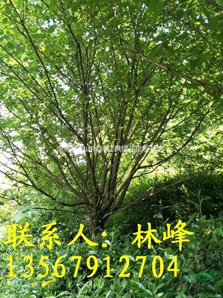 中国哪里18公分的晚樱数量多，质量好