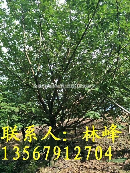 中国哪里18公分的晚樱数量多，质量好