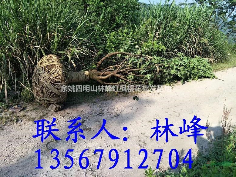 中国哪里18公分的晚樱数量多，质量好