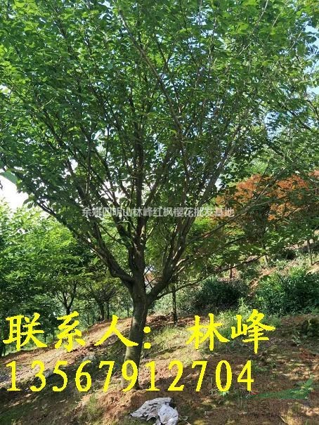 地径17公分樱花哪里买去？