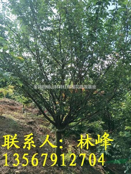 地径17公分樱花哪里买去？