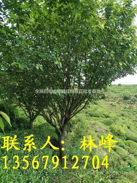 地径17公分樱花哪里买去？