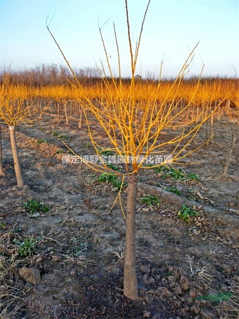金枝槐價(jià)格 河北金枝槐種植基地