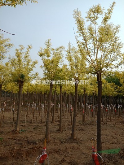 金枝槐價(jià)格 河北金枝槐種植基地