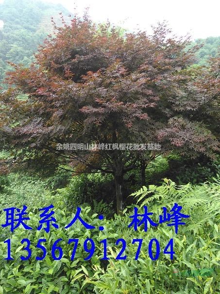 15公分的红枫哪里去买？