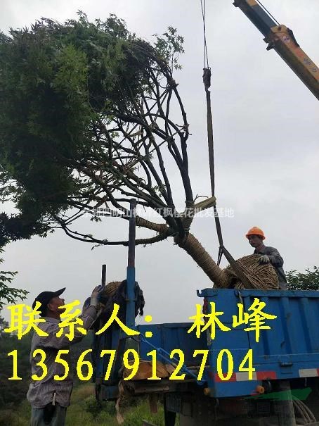 15公分的红枫哪里去买？