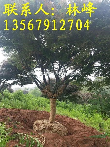 15公分的红枫哪里去买？