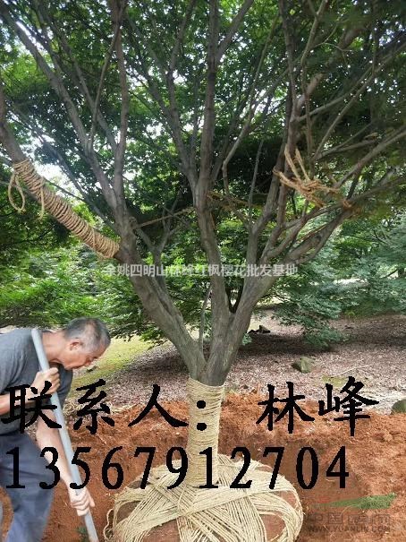 18公分的红枫哪里便宜，质量好？
