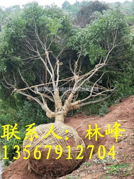 18公分的红枫哪里便宜，质量好？