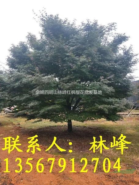 18公分的红枫哪里便宜，质量好？