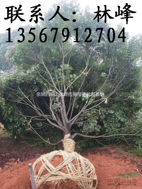 20公分红枫哪里多,哪里的红枫美?