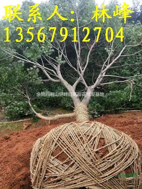 20公分红枫哪里多,哪里的红枫美?