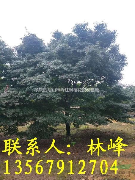 20公分红枫哪里多,哪里的红枫美?