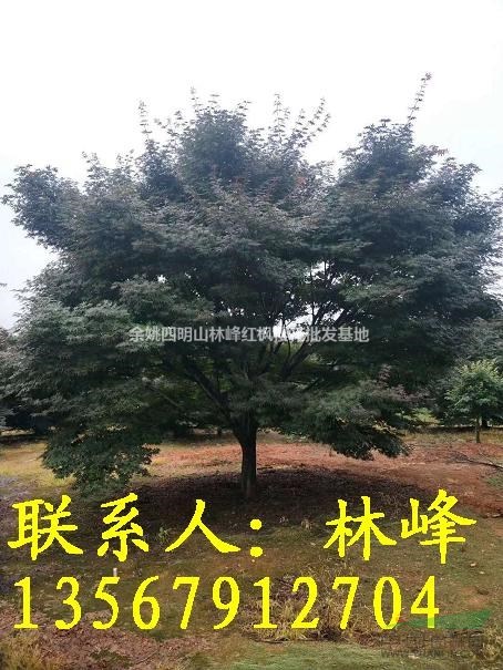 全国哪里的20公分红枫便宜