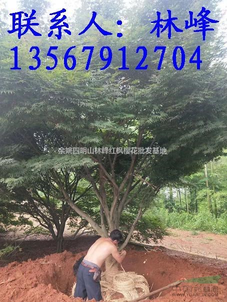 全国哪里的20公分红枫便宜