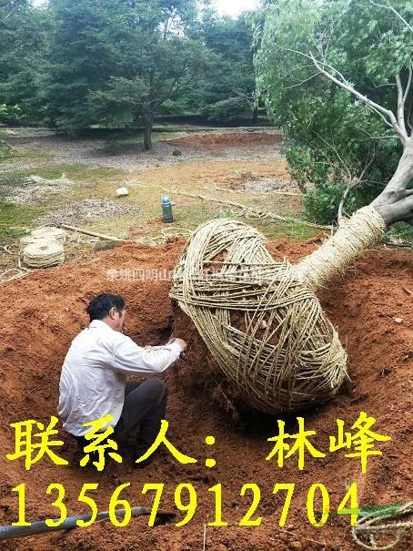 全国哪里的20公分红枫便宜