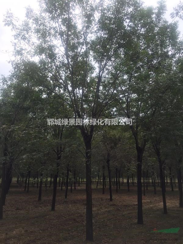 老白蠟18公分老白蠟一棵給多少錢(qián)