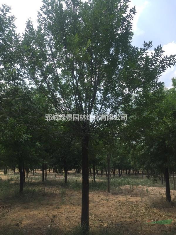 老白蠟18公分老白蠟一棵給多少錢(qián)
