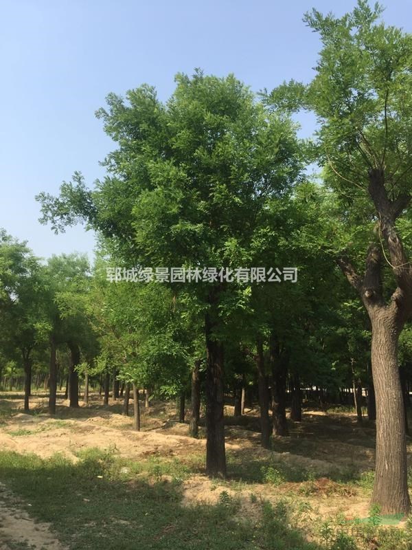 大規(guī)格皂角樹(shù)30公分發(fā)帽皂角樹(shù)價(jià)格多少