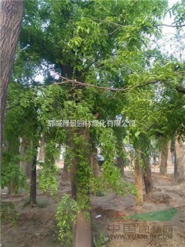 大規(guī)格皂角樹(shù)30公分發(fā)帽皂角樹(shù)價(jià)格多少