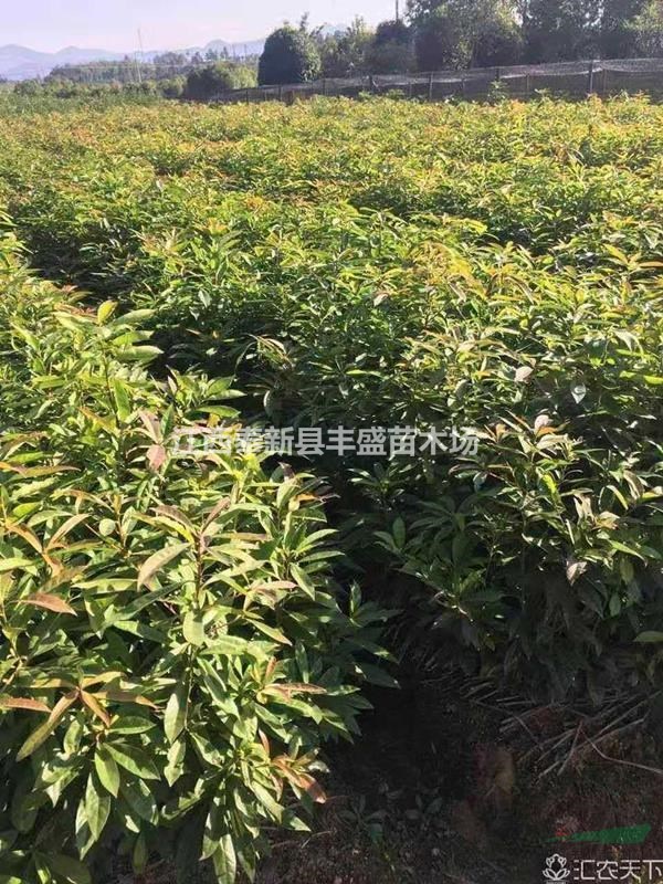 木荷树 木荷种苗 1-20公分木荷规格 木荷小苗 荷树苗价格图片