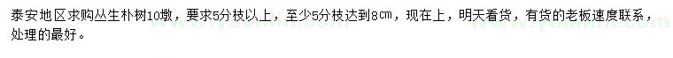求購(gòu)叢生樸樹(shù)