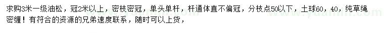 求購3米油松