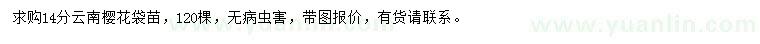 求購14公分云南櫻花