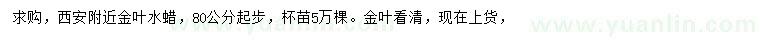 求購80公分起步金葉水蠟