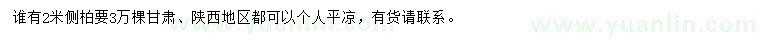求購2米側柏